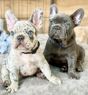 Französische Bulldoggen Welpen alle 6 mit Dokumenten