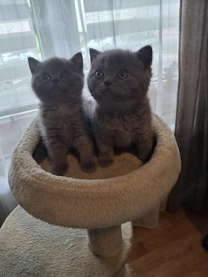 bkh reinrassige kitten Mädchen