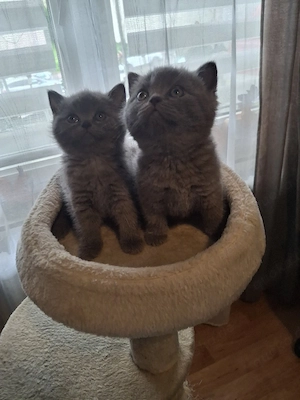 bkh reinrassige kitten Mädchen Bild 2