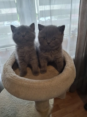 bkh reinrassige kitten Mädchen Bild 3