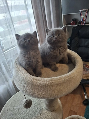 bkh reinrassige kitten Mädchen Bild 5