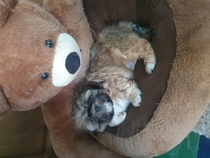 Shih Tzu Welpen suchen noch