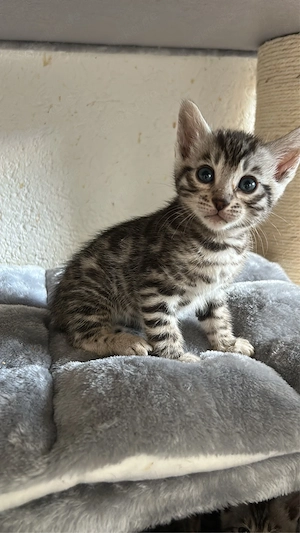 Süße Bengalkitten abzugeben