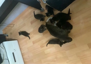 katzen Babys