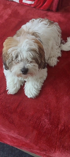 Shih tzu ..