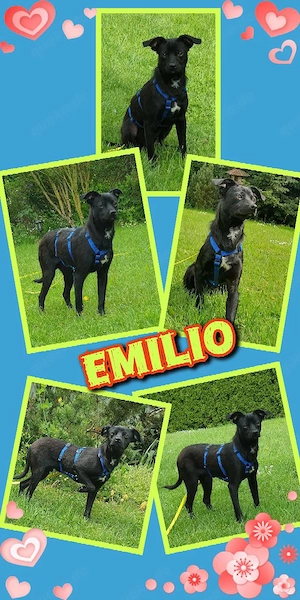 junger, lieber, freundlicher, katzenverträglicher Rüde "Emilio" sucht ein liebevolles Zuhause