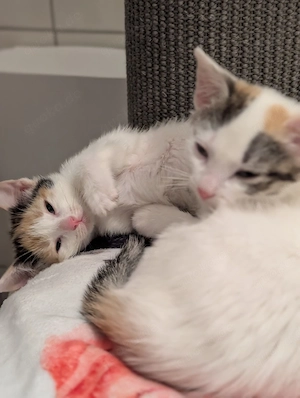 BKH mix Babys Glückskatzen 