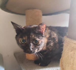 Tala - gemütliche Schmusekazte - sucht Kuschelplätzchen