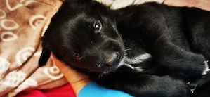 Rottweiler- Mix Welpen suchen neues Zuhause! 