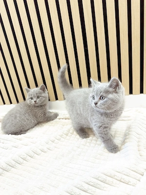 Noch 1 Britisch Kurzhaar Kater (10Wochen alt) in 2 Wochen abzugeben Bild 4