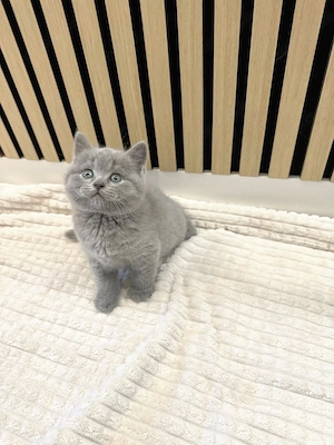 Noch 1 Britisch Kurzhaar Kater (10Wochen alt) in 2 Wochen abzugeben Bild 3
