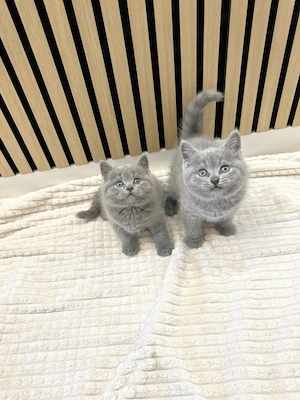 Noch 1 Britisch Kurzhaar Kater (10Wochen alt) in 2 Wochen abzugeben Bild 2