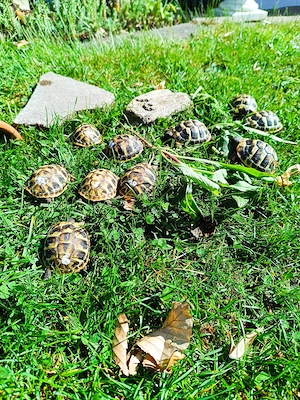 Griechische Landschildkröten-Babys Nachzucht 2025 Bild 2