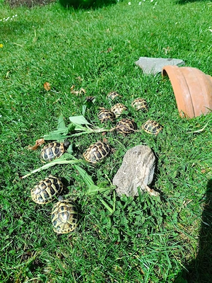 Griechische Landschildkröten-Babys Nachzucht 2025