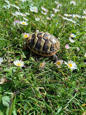 Griechische Landschildkröten-Babys Nachzucht 2025 Bild 4