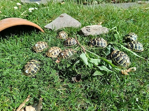 Griechische Landschildkröten-Babys Nachzucht 2025 Bild 3