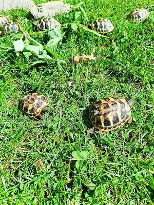 Griechische Landschildkröten-Babys Nachzucht 2025 Bild 7