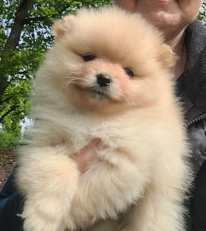 Zwergspitzwelpen  Pomeranianwelpen von der Soerheide 
