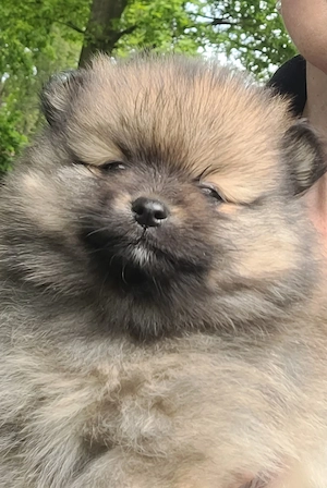 Zwergspitzwelpen  Pomeranianwelpen von der Soerheide  Bild 4