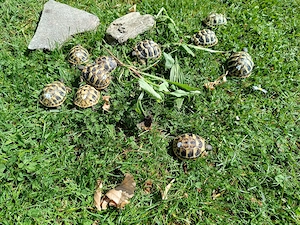 Griechische Landschildkröten-Babys Nachzucht 2025 Bild 6