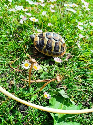 Griechische Landschildkröten-Babys Nachzucht 2025 Bild 5