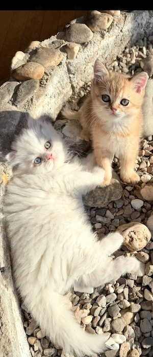 Bkh deckkater 