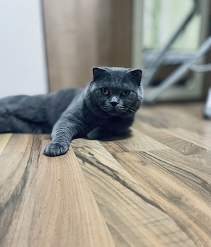 Erfahrener Deckkater (Privat)