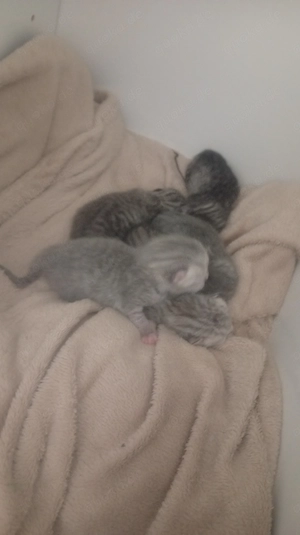 Bkh kitten 14.05.2026