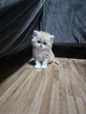 katzenbabies