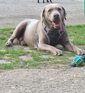 Labrador rüde in liebe hände abzugeben 