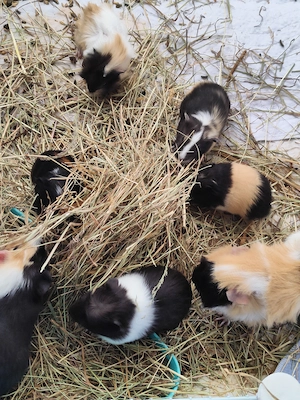 Junge Meerschweinchen  Bild 2