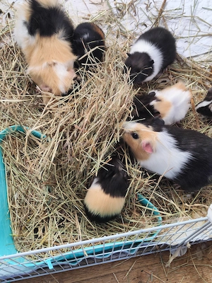 Junge Meerschweinchen  Bild 3