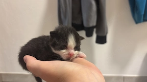 Main coon babys abzugeben