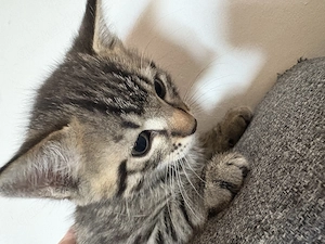 3 Baby Katzen Zu verkaufen :) 