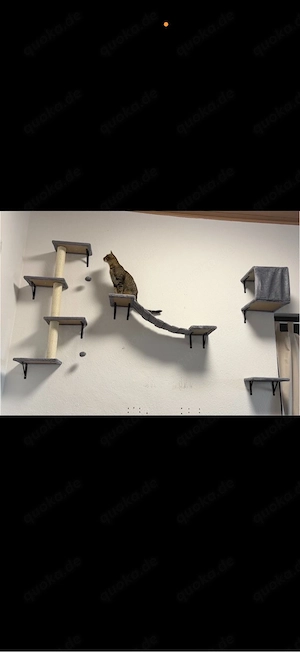 kratzwand katze 
