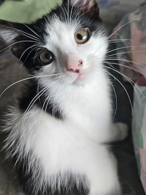 Kleine Dame 12 Wochen alt sucht ein Zuhause 