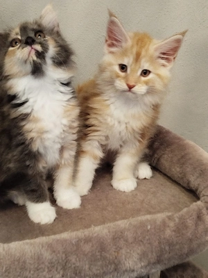 Reinrassige Maine Coon Kitten  Katzenbabys 