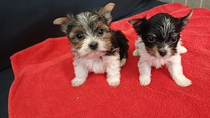 Bieweryorkshirteterrier  Rüden