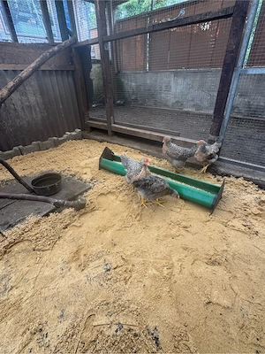 Bielefelder Kennhuhn 