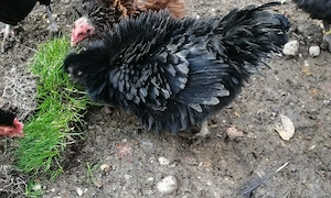 struppige Hühner Bruteier Bild 2