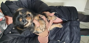 Chihuahua Yorkshire mix Welpen 