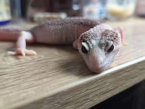 Leopardgecko Mack Super Snow Black Night Pied