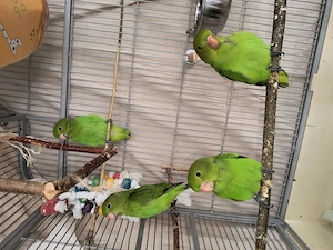 Taranta Bergpapagei