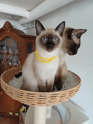 Tonkanesen kitten. 1 mädchen noch frei.