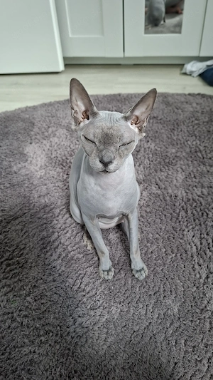 Katze Snoopy sucht für immer Zuhause   Bild 2