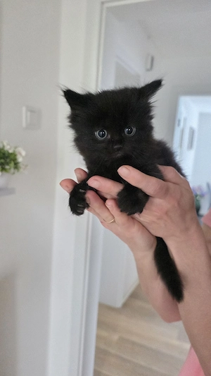BKH Katzen.    