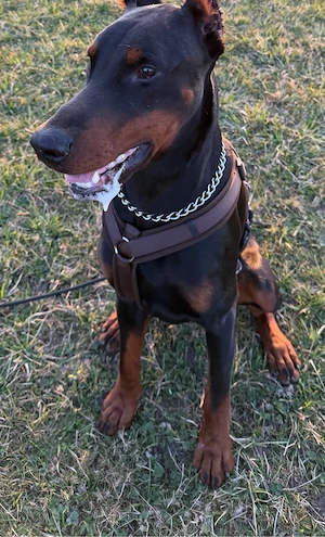 Dobermann-Deckrüde sucht passende Hündin
