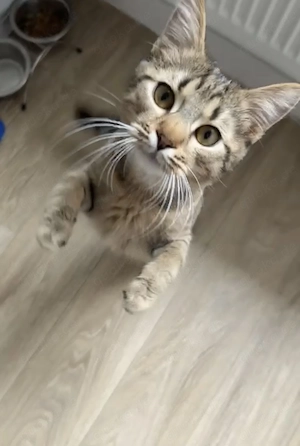 Kleine Katze (6Monate alt)