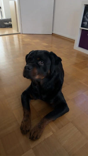 rottweiler rüde
