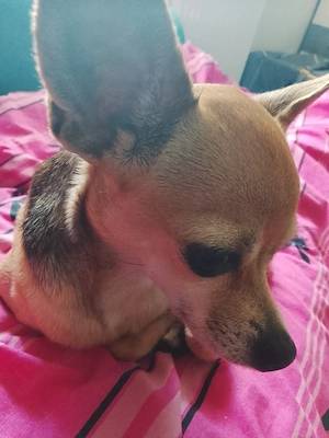 Chihuahua Hündin zu verkaufen 